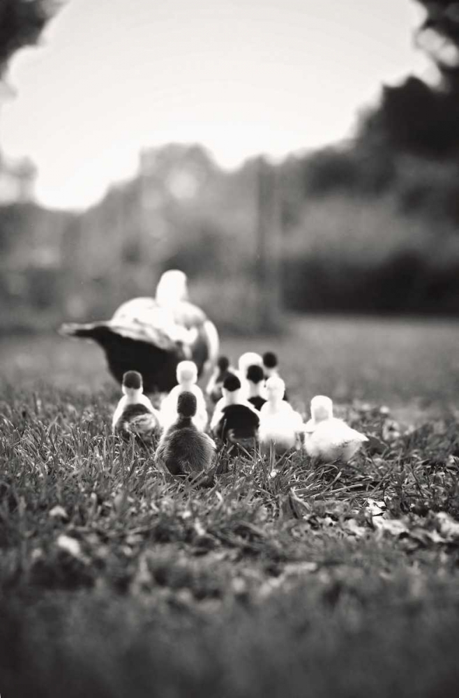 Ducklings