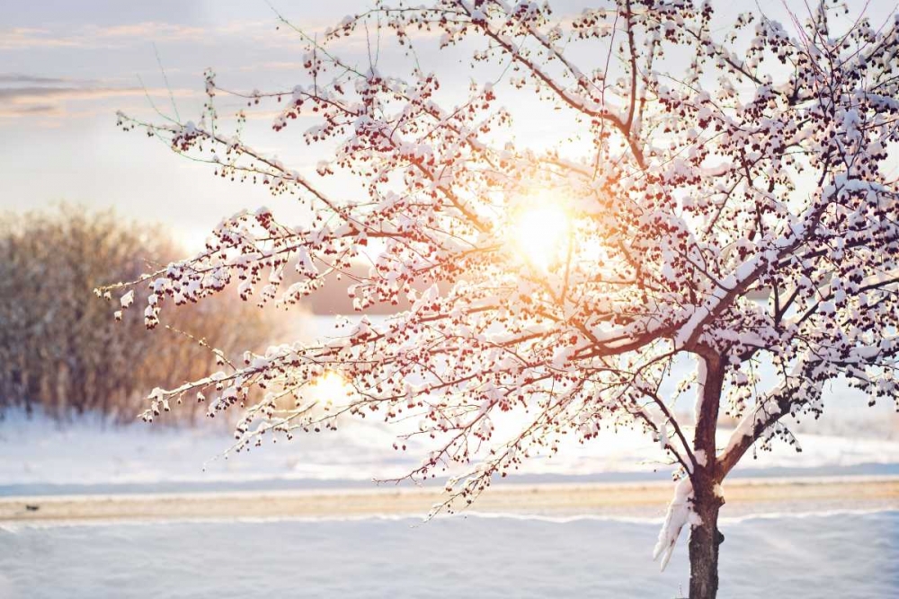 Winter Sunrise