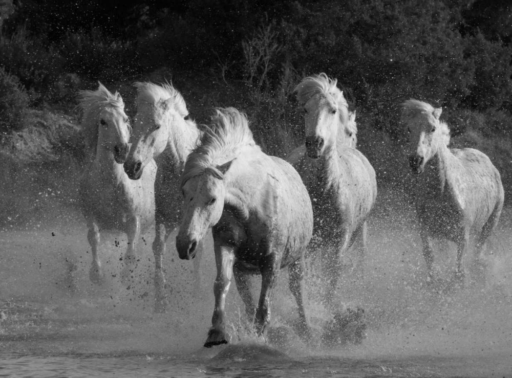 White Running Horses Border
