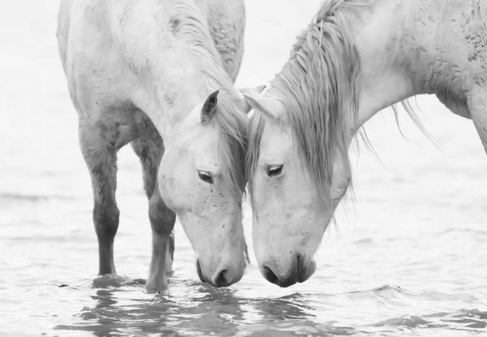 White Water Horses