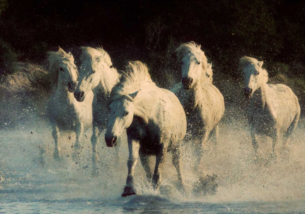 White Running Horses