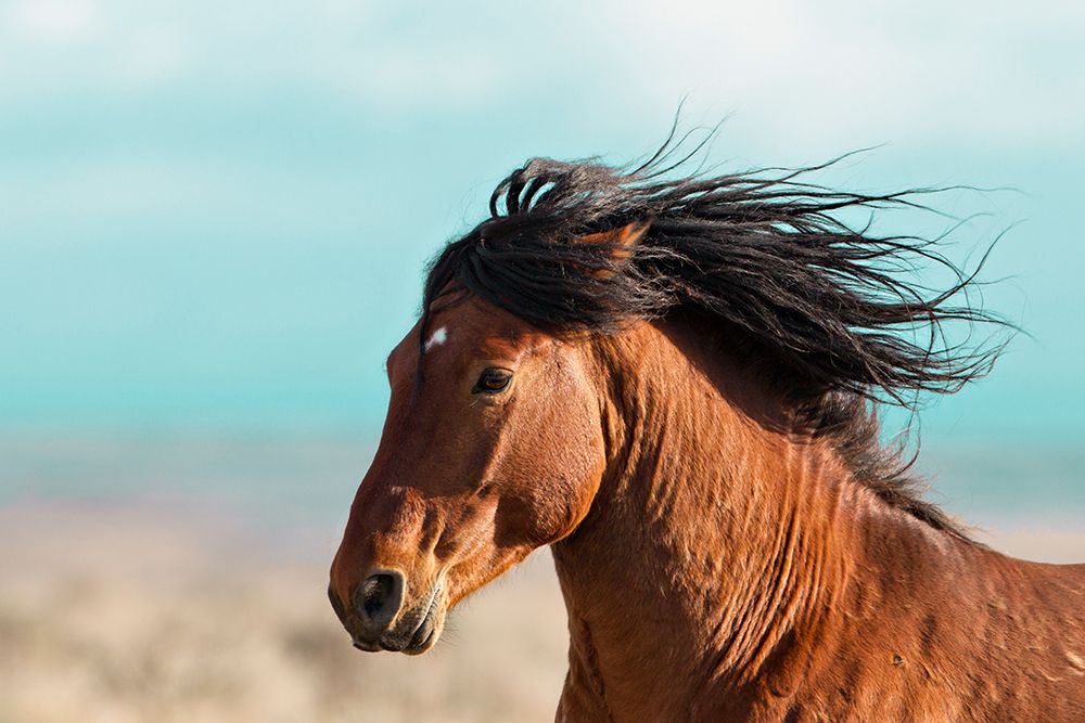 Running Horse
