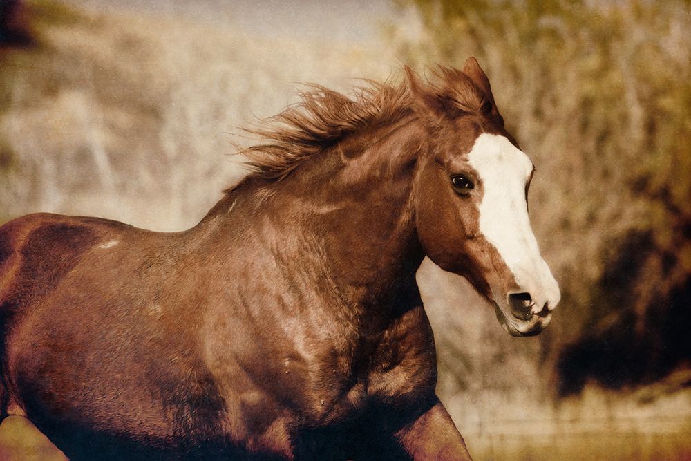 Running Horse