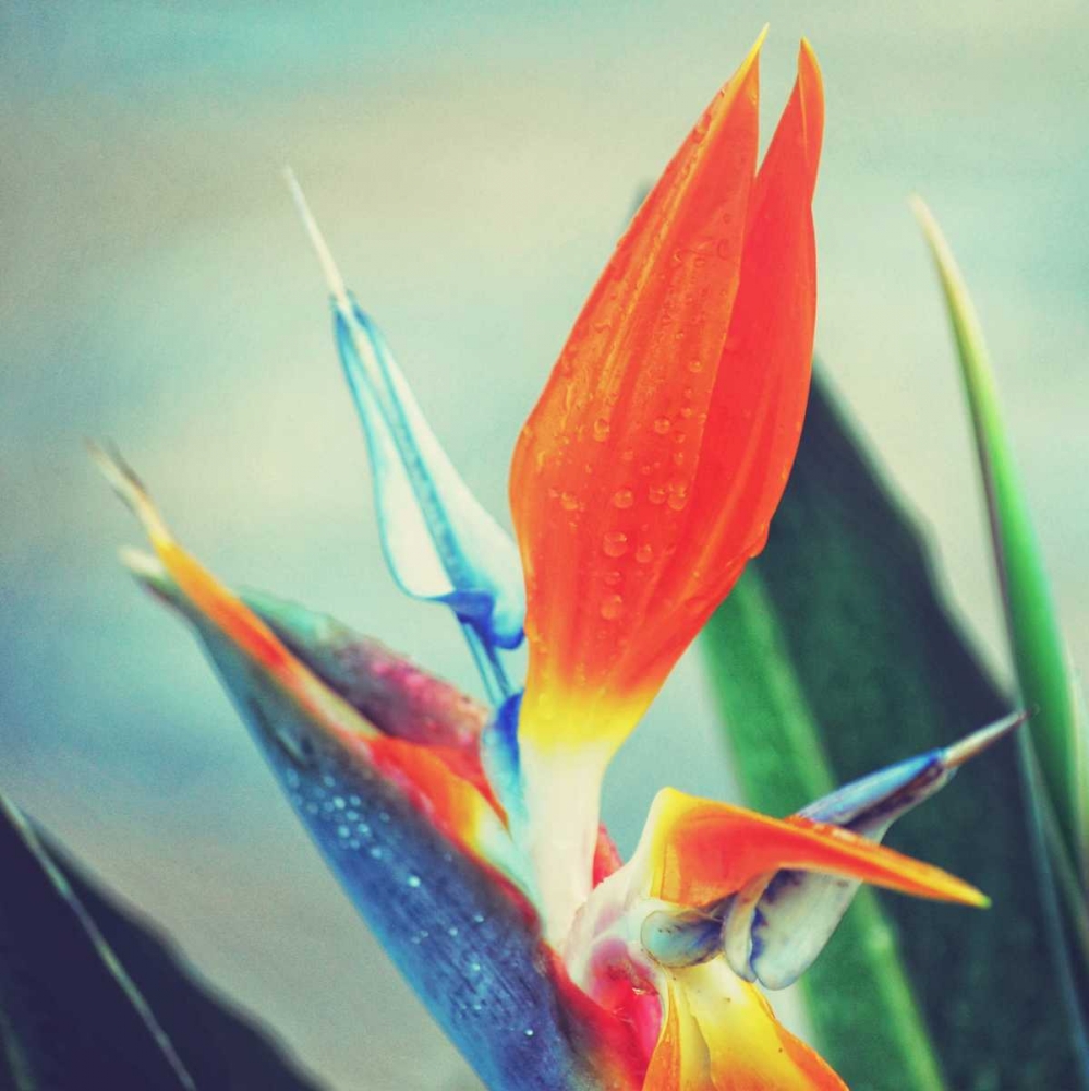 Tropical Floral II