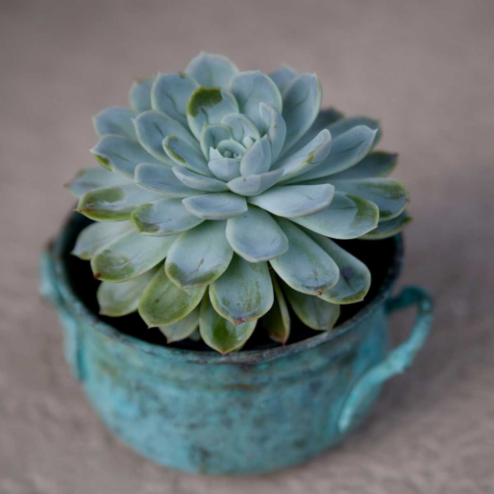 The Little Succulent