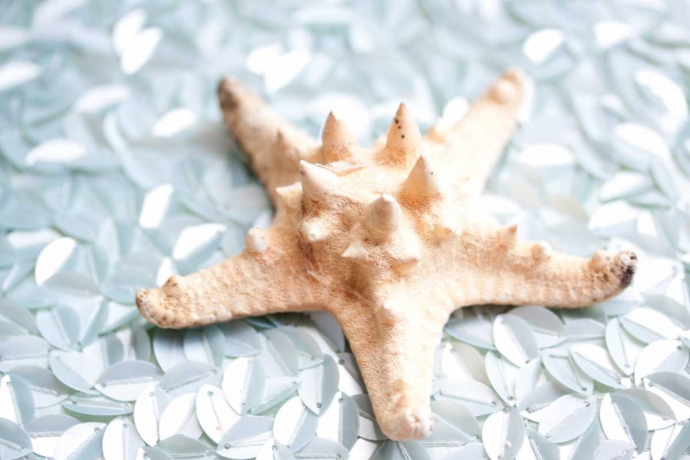 Shimmer Shells II