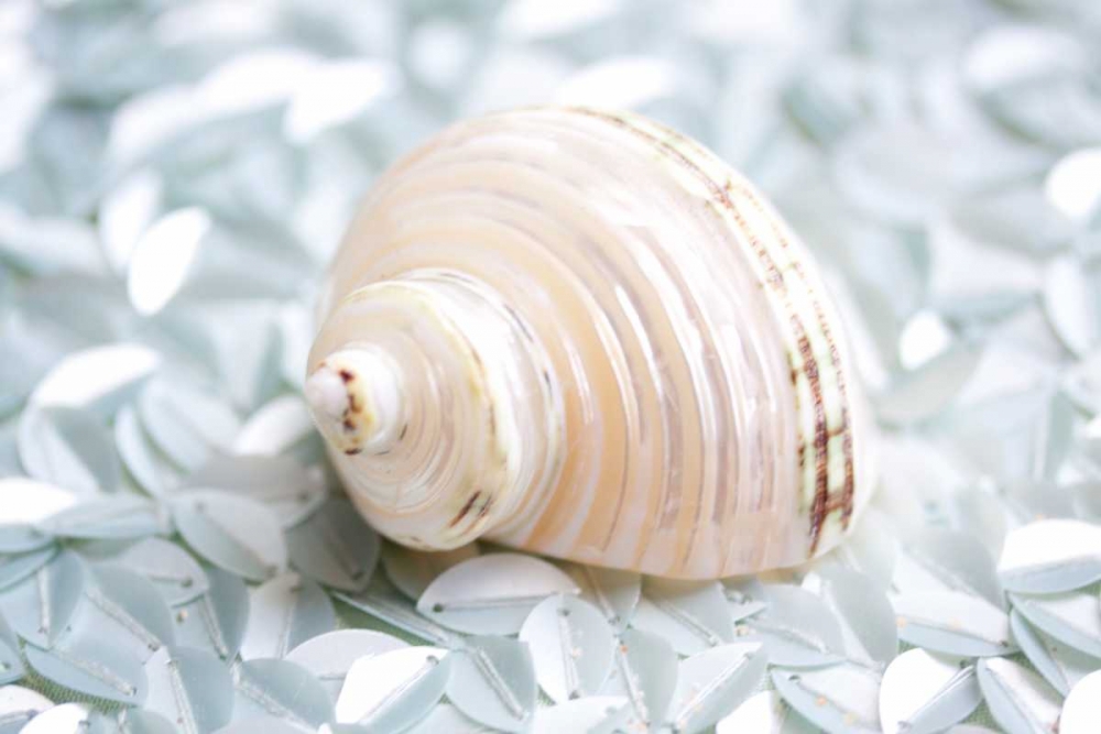 Shimmer Shells IV