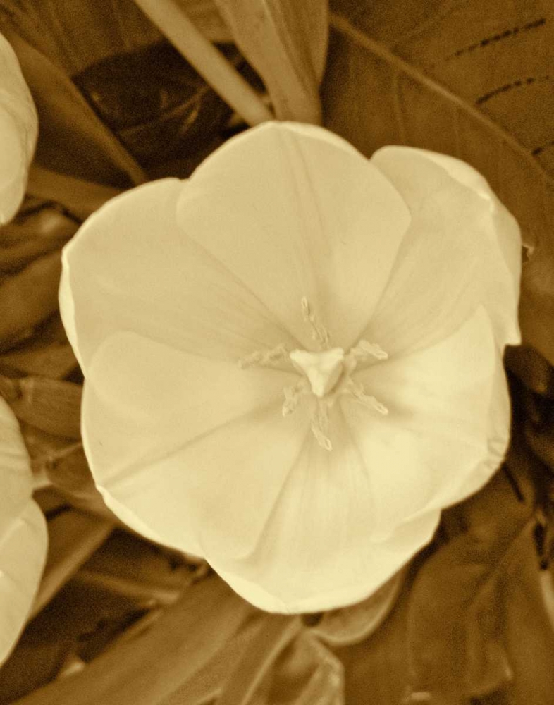 Sepia Blooms II