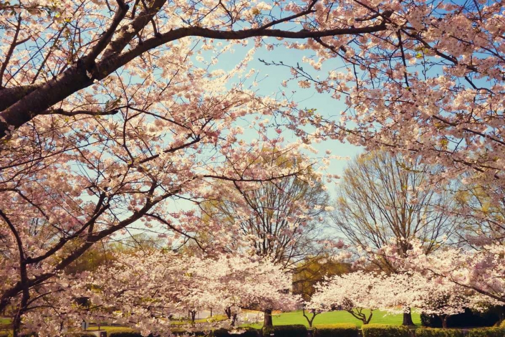 Blossom Beauty I
