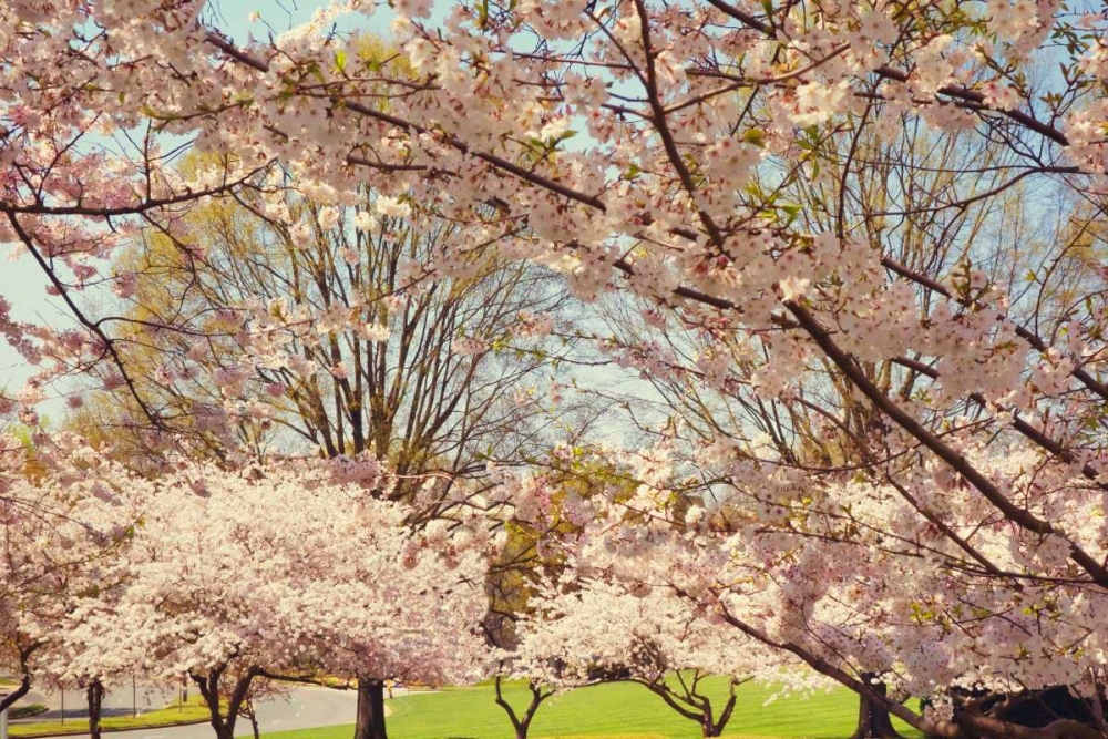 Blossom Beauty II