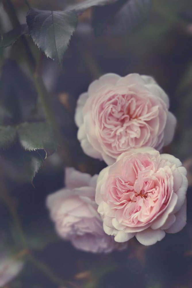Hiding Blooms