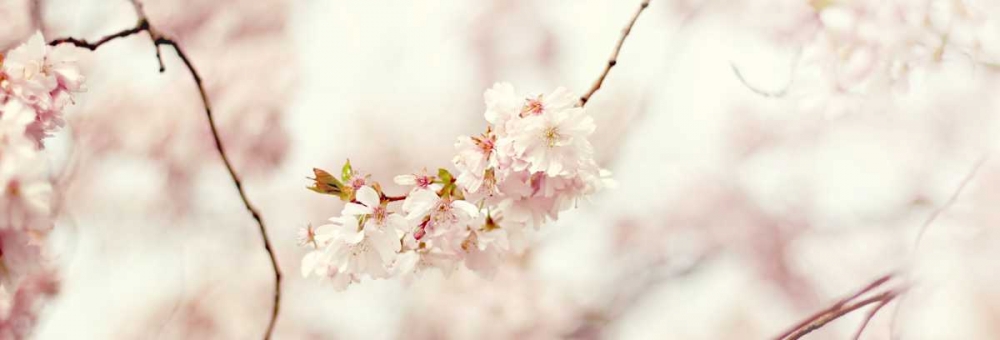 Cherry Blossom