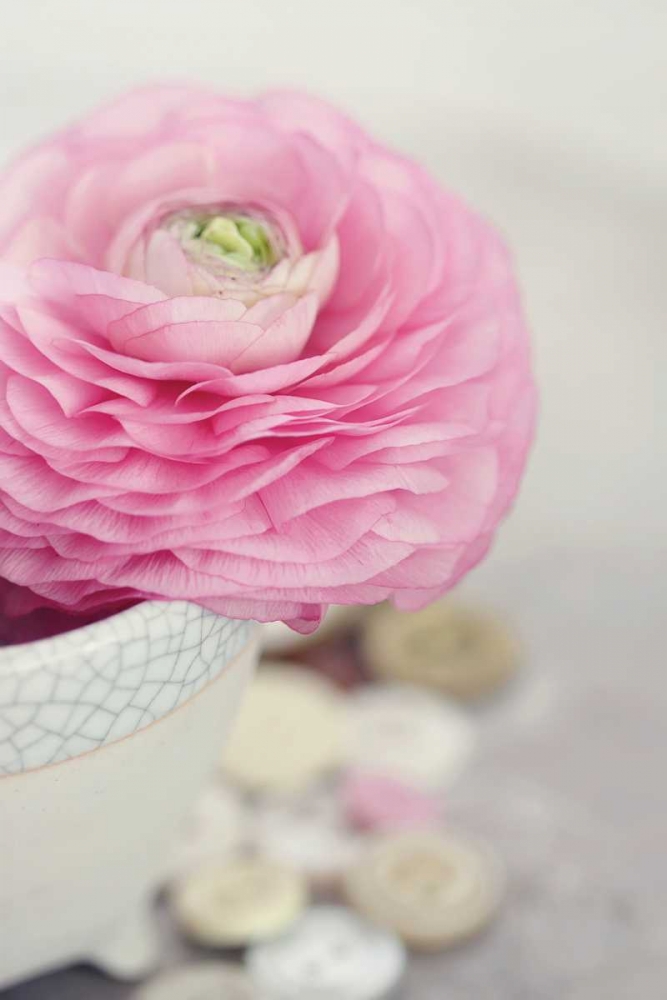 Softy Elegant II