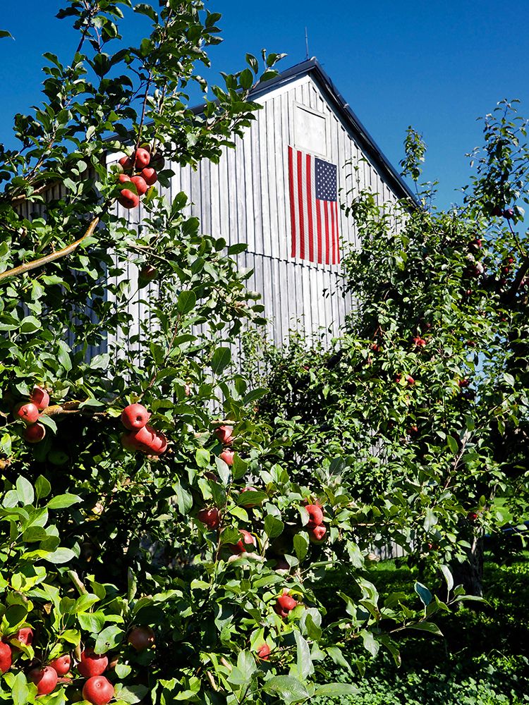 Patriotic Barn