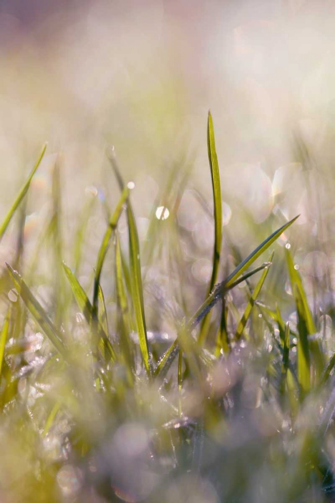Soft Morning Dew I