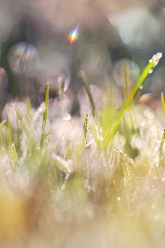 Soft Morning Dew II