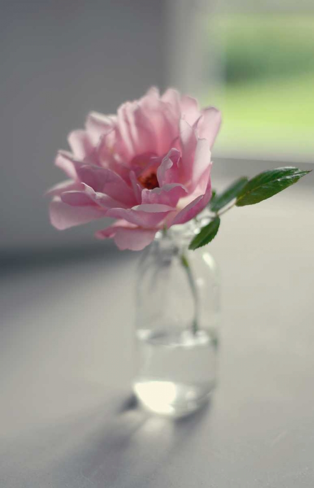 Evening Blooms