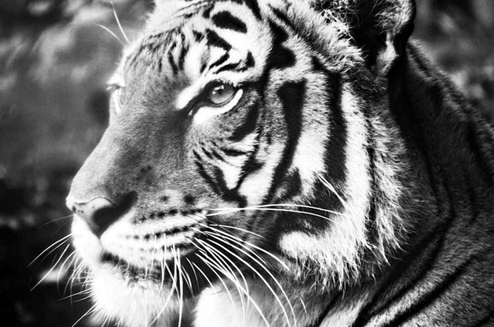 Deep Tiger