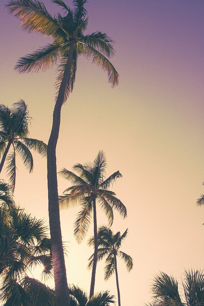 Evening Palms