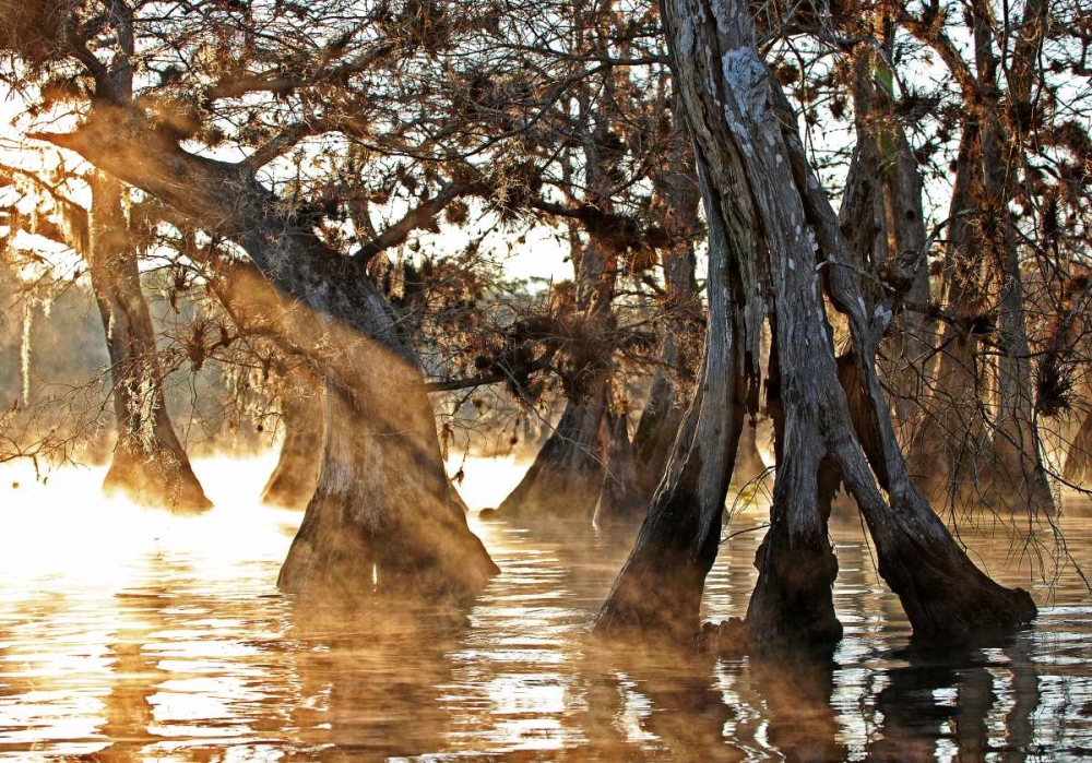 Cypress Creek II