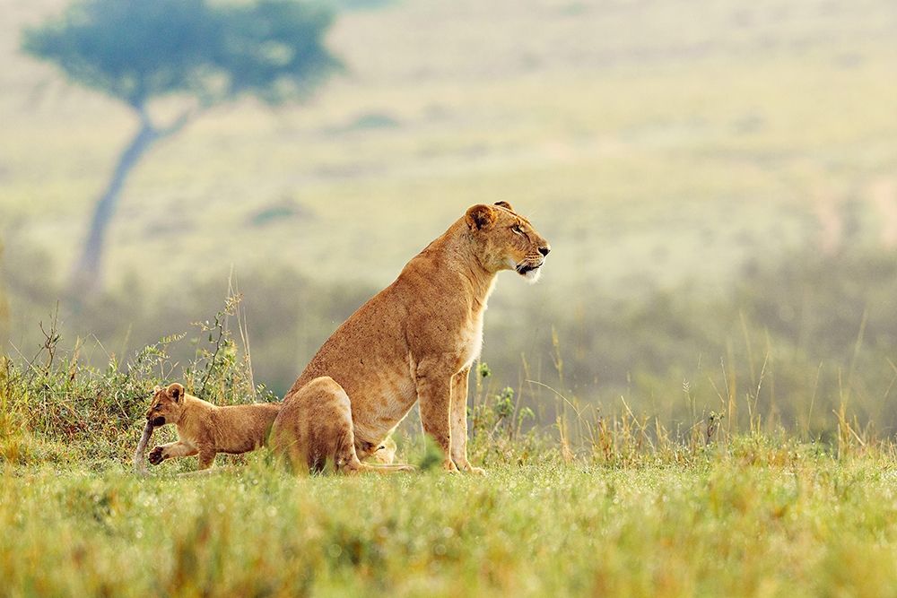 A Lions Tail