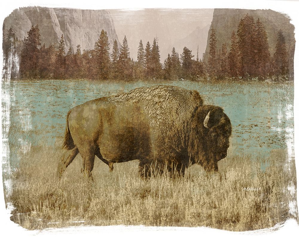Bison in the Park