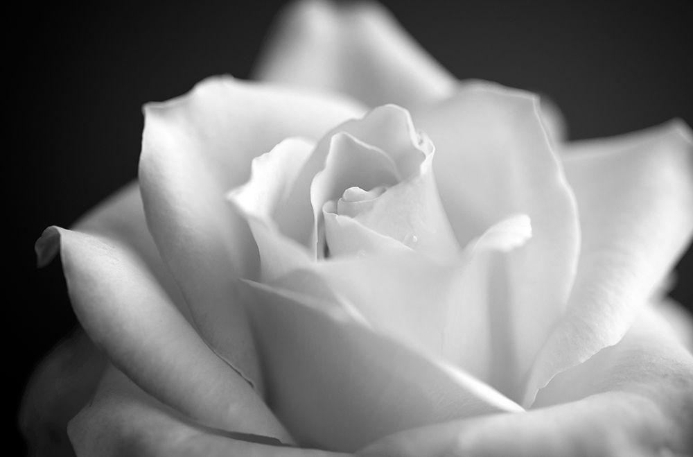 Blooming White Rose