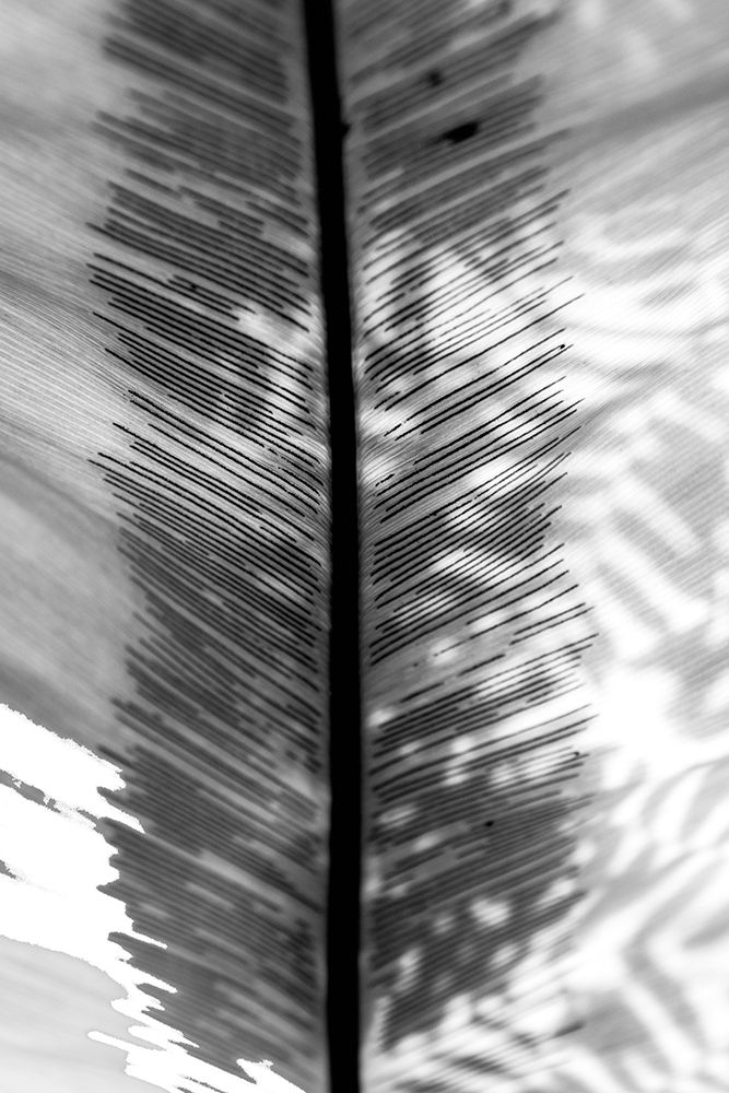 BW Leaf