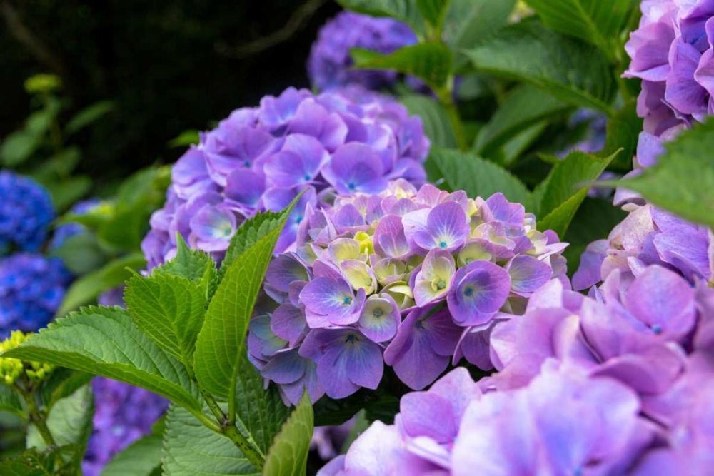 My Garden Blooms