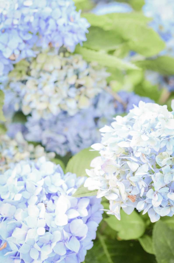 Blooms