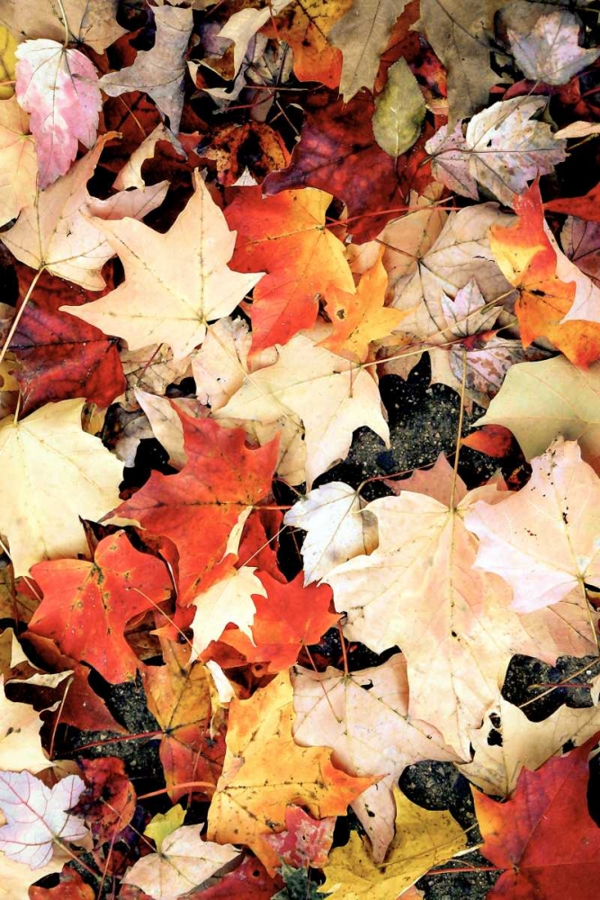 Autumn Falls