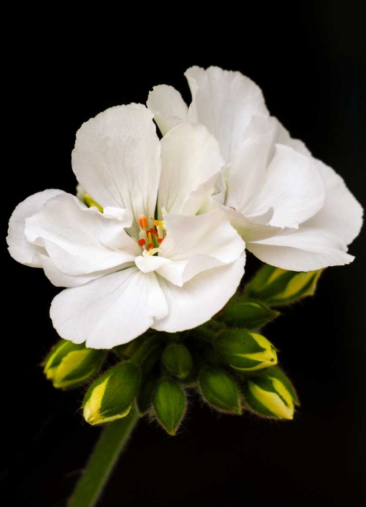 White Blooms