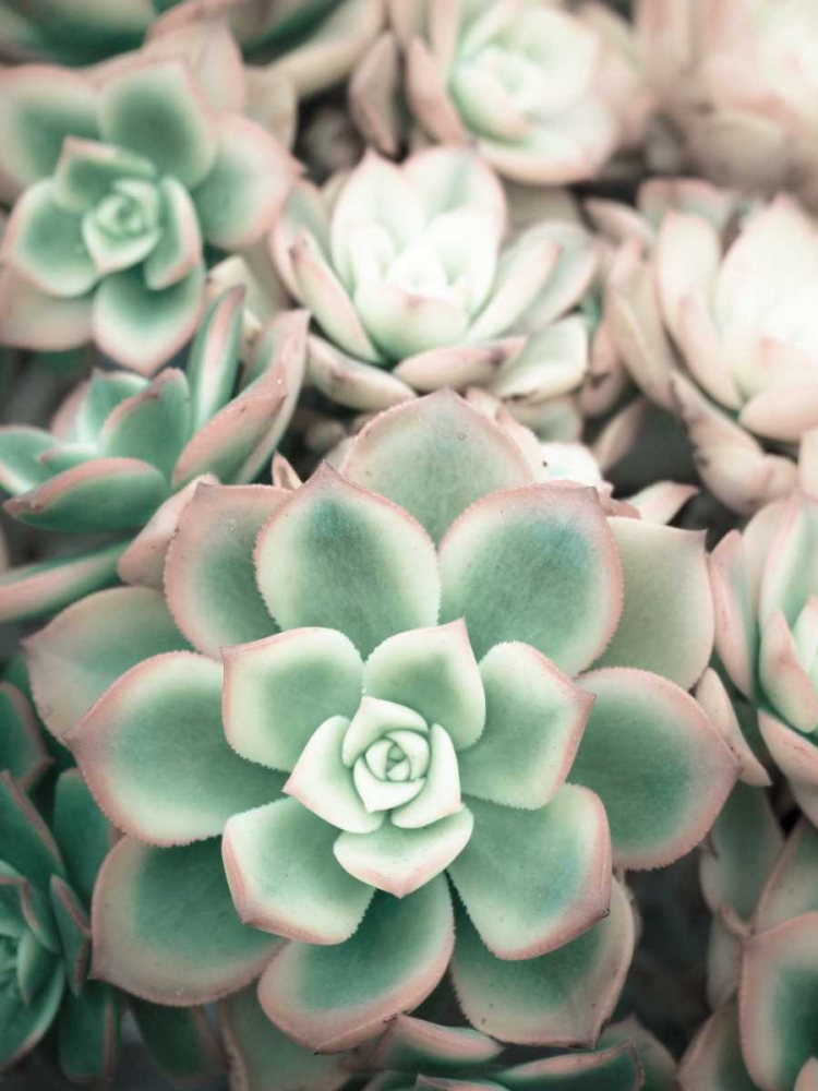 Teal Blooms