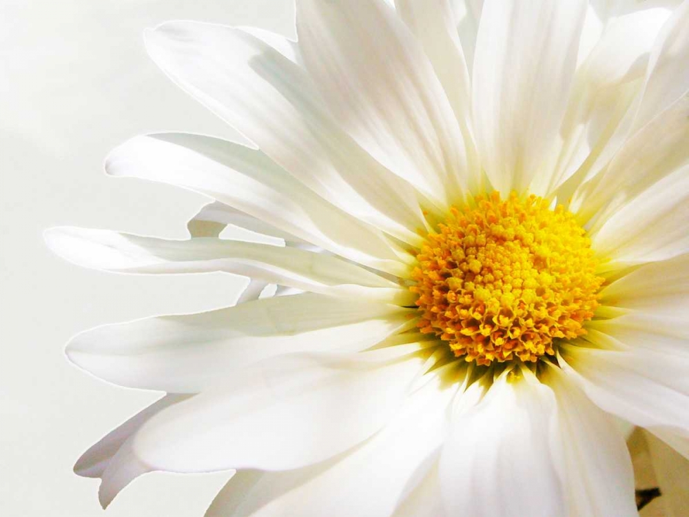 White Floating Daisy