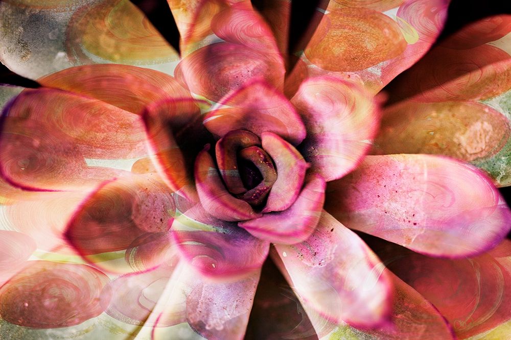 Painted Succulent
