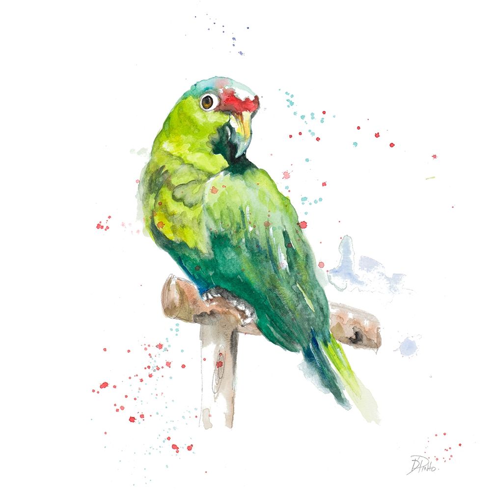 Amazon Parrot II