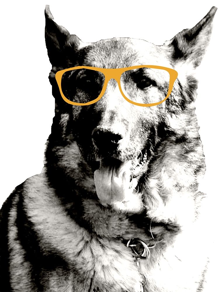 Cool Dog