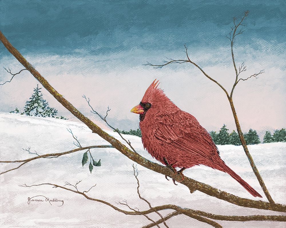 Auburn Cardinal