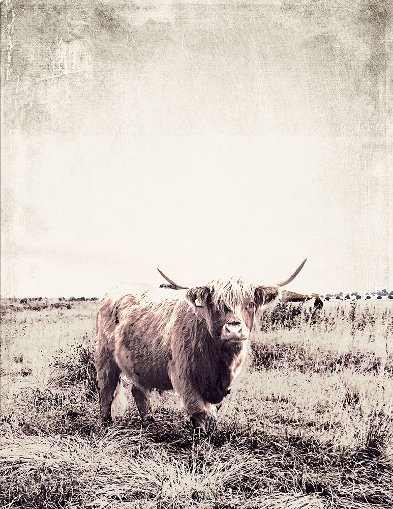 Vintage Highland Cattle