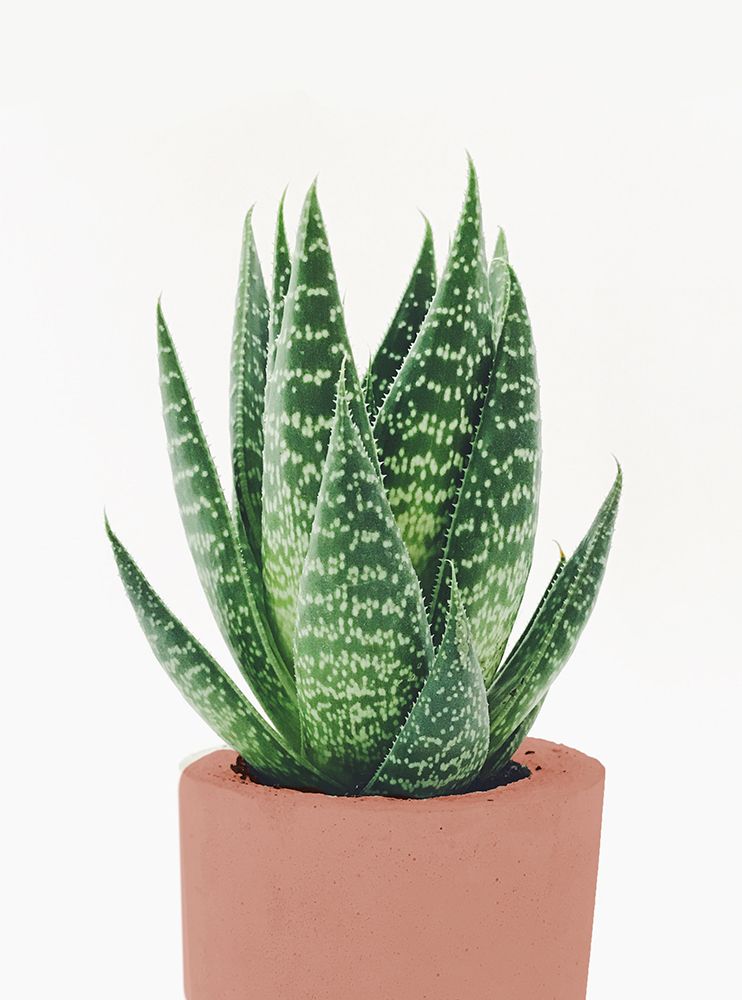 Fern In Terra Cotta Pot
