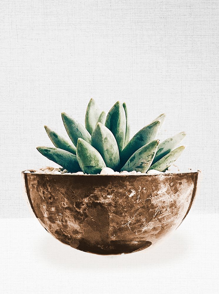 Succulent in Gold Pot II