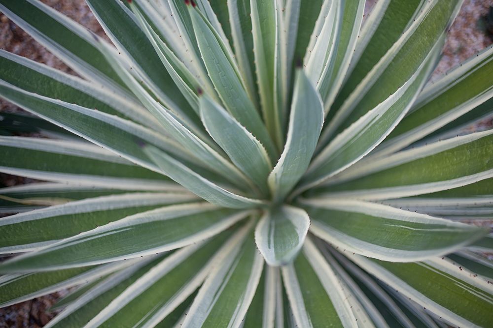 Where the Cactus Grow I