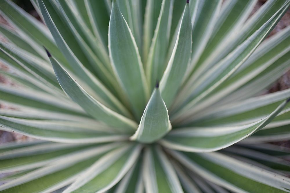 Where the Cactus Grow II