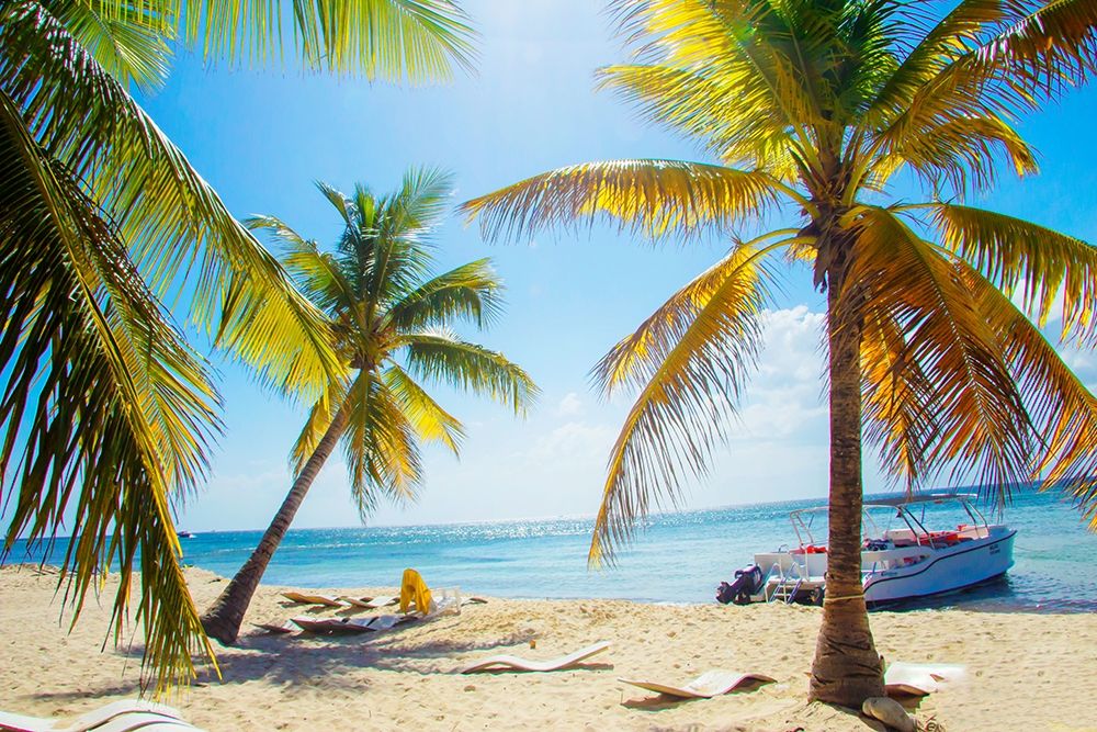 Tropical Oasis
