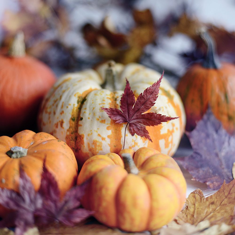 A Bright Harvest II