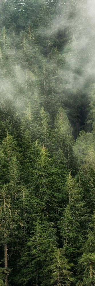 Smoky Forest Panel II