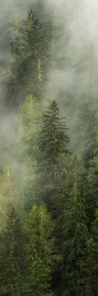 Smoky Forest Panel I