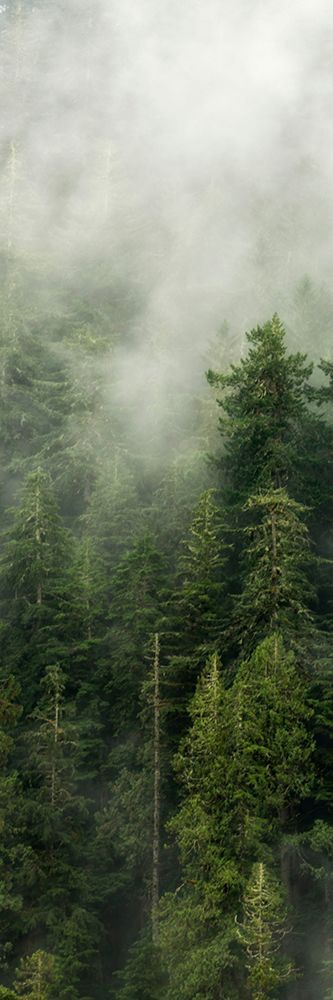 Smoky Forest Panel III