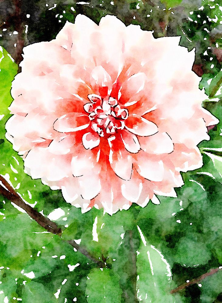 Rose Wash Floral