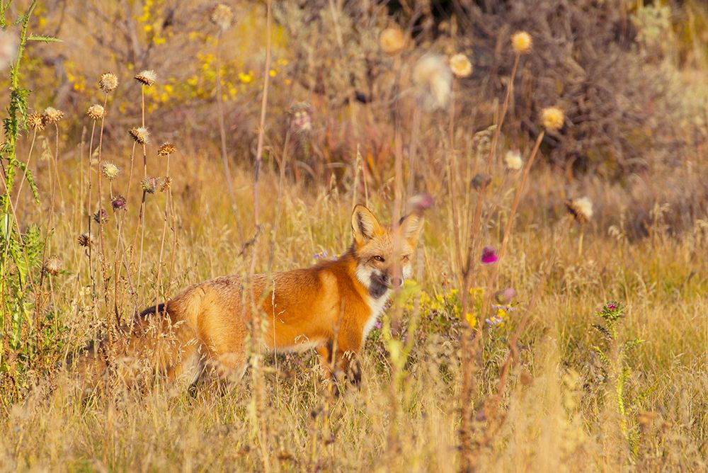 Fox Field I